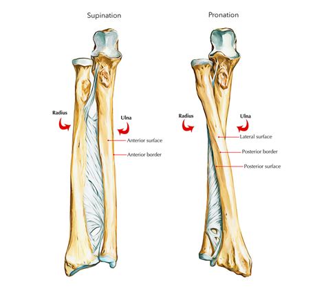 Easy Notes On 【Ulna】Learn in Just 4 Minutes!