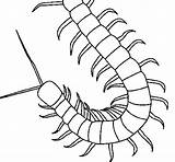 Centipede Coloring Page sketch template