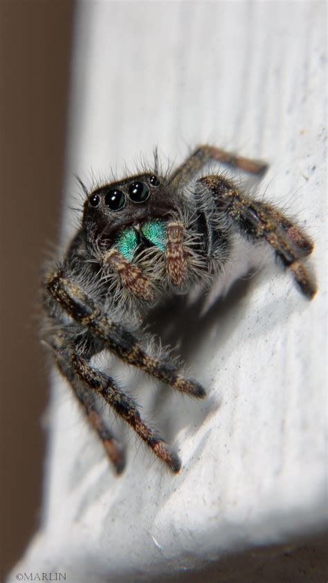 Family Salticidae - Jumping Spiders - North American Insects & Spiders