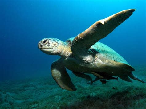 What do sea turtles eat? Unfortunately, plastic bags. | Stories | WWF