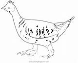 Sharp Tailed Grouse Walk Coloring Page For Kids  Free Pheasants And sketch template