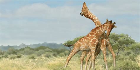 New Study on Giraffe Neck Evolution | AMNH