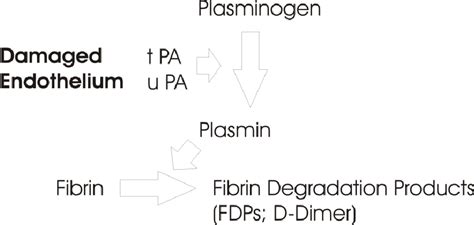 Fibrinolysis Pathway. A simplified fibrinolysis pathway is illustrated.... | Download Scientific ...