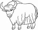Yak Coloring Pages Printable For Free Download sketch template