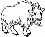 Goat 18  Mountain goat Coloring Pages Free Printable coloring sketch template