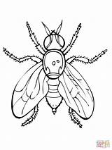 Fly Coloring Pages  Kidsuki sketch template