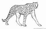 Animals Cheetah Coloring Page  Free Printable Pages sketch template
