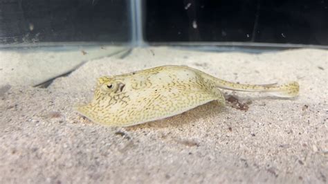 First baby stingray born at SEA LIFE New Jersey Aquarium - WRNJ Radio