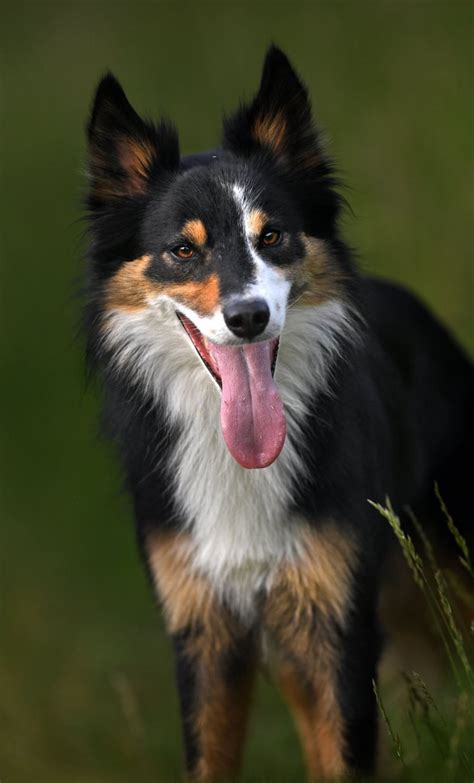 Border Collie Tri Color Dog Photography Australian Kelpie, Border Collie Dog, Sporting Dogs ...