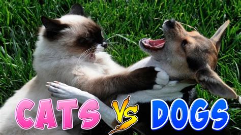 Funny Cats And Dogs Part 2 - Funny Cats vs Dogs - Funny Animals Compilation - YouTube