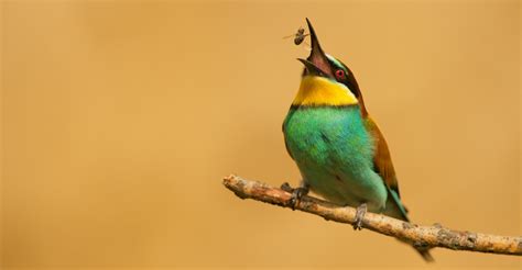 World Migratory Bird Day 2024 to Focus on Insects | AEWA