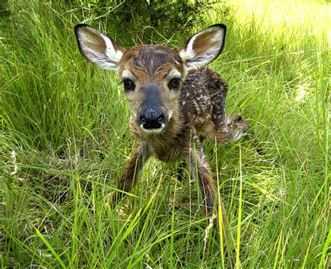 newborn fawn just 2 minutes after birth | Here's the video o… | Flickr