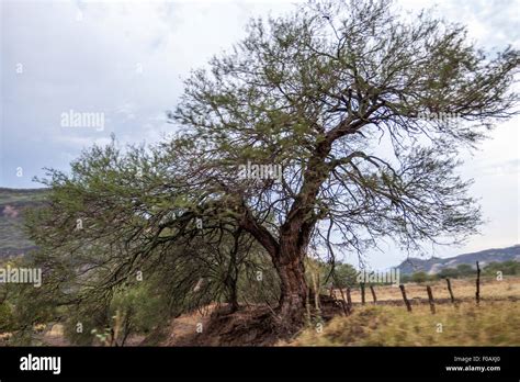 New Mexico State Tree High Resolution Stock Photography and Images - Alamy