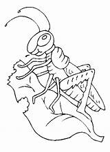 Grasshopper Coloring Page  Home sketch template