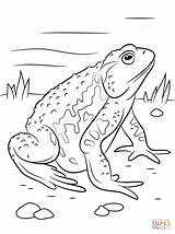Toad Ropucha Kolorowanki Frog Dla Toads Bestcoloringpagesforkids  sketch template