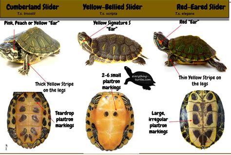 Male vs Female Yellow Bellied Slider Turtle - Vital Frog