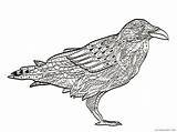 Bird Zentangle Coloring Pages zentangle crow 6 Printable 2020 673  sketch template