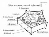 Biologycorner Animal Cell Coloring Answer Key sketch template