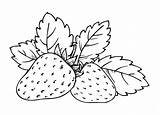 Strawberry Coloring Book Whole Ripe Sweet Fruit Stock Illustration  sketch template