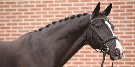 Dutch Warmblood Breed Profile | KWPN Horse - Helpful Horse Hints