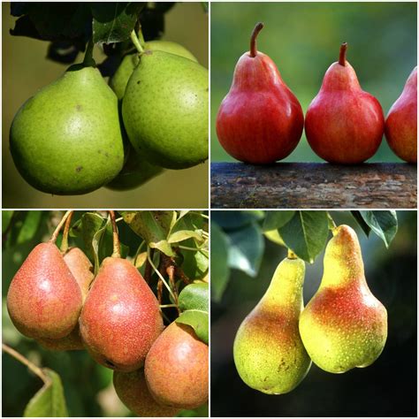 4-in-1 Pear Jubilee Tree - Different pear varieties grow on each limb! – Online Orchards