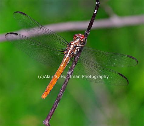 Scarlet Skimmer Dragonfly at Big Cypress WMA