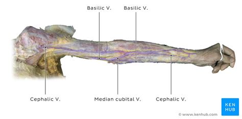 Basilic Vein Anatomy - Anatomy Reading Source