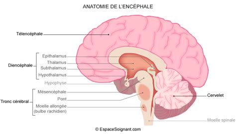 Système nerveux central : anatomie - Module 2 - Anatomie et physiologie ...