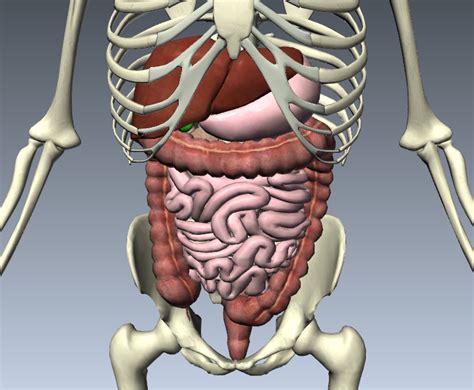 Gallery: The BioDigital Human | Live Science