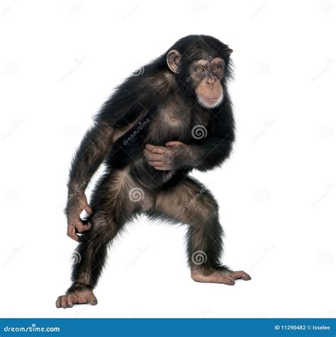 Young Chimpanzee Standing Up Like A Human - Simia Stock Photo ...