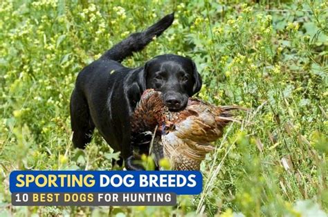 10 Sporting Dog Breeds: Fit to Be Your Next Hunting Companion