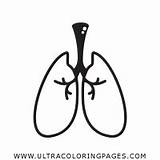 Lungs Coloring Page  Ultra Pages sketch template
