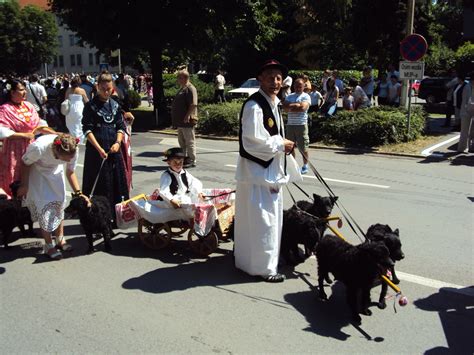 Croatian traditional festival - CERTISA KENNEL