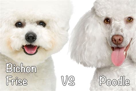 Toy Poodle Cross Bichon Frise Size | Wow Blog