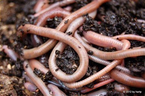 Sovam Earthworms Vermicompost, For Farming, Packaging Type: Pp Bag, Rs 350 /kilogram | ID ...