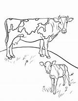 25 Free Cow Coloring Pages For Kids And Adults sketch template