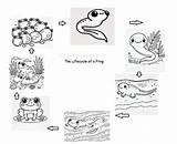 14 Tadpole Coloring Pages  Download & Print For FREE sketch template