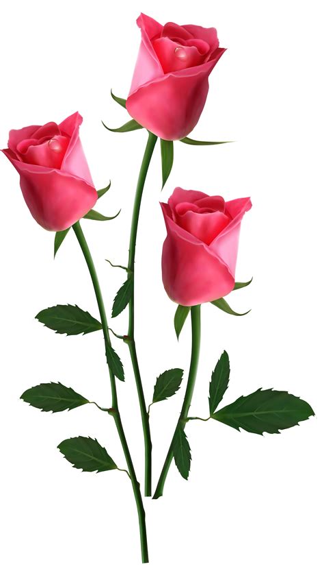 Beautiful Transparent Pink Roses PNG Clipart Picture | Gallery ...