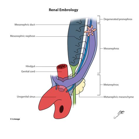 Kidney Embryology - Embryology - Medbullets Step 1