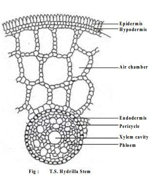 Morphological and Anatomical adaptations of Hydrophytes - study ...