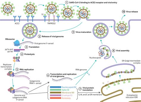 Virology, transmission, and pathogenesis of SARS-CoV-2 | The BMJ