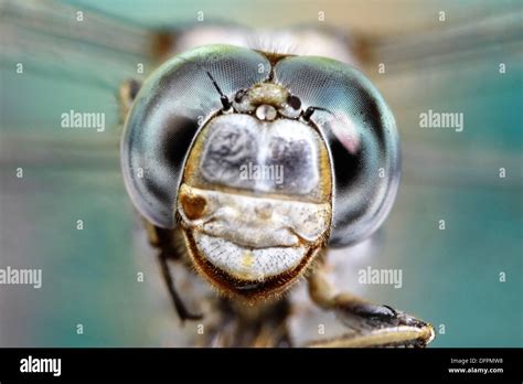 Head of male dragonfly (Orthetrum sp Stock Photo - Alamy