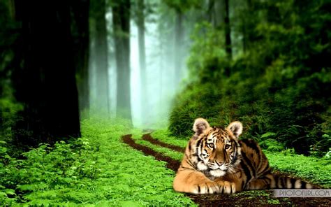 Free download Tiger Backgrounds Pictures [1920x1200] for your Desktop, Mobile & Tablet | Explore ...