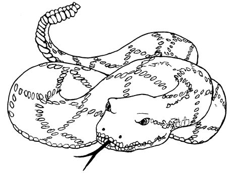 Free Printable Snake Coloring Pages For Kids - Animal Place