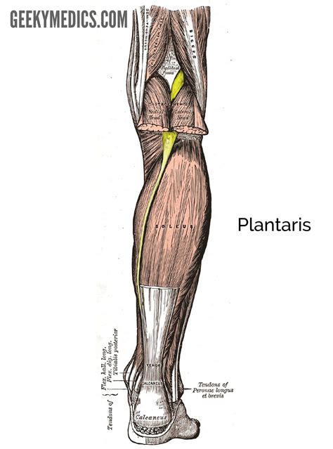 Plantaris Muscle Anatomy