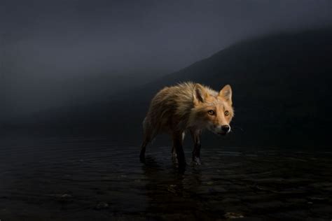 20 Incredible Images From The 57th Wildlife Photographer Of The Year ...