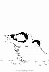 Avocet 8 Coloring Page For Kids  Free Avocets And Stilts Printable sketch template
