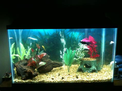 10 Gallon Tank - What live plants should I choose? | Aquarium Forum