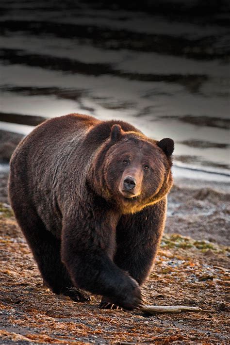 Yellowstone Wildlife Photo Guide