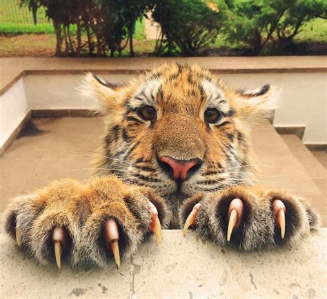 a pretty tiger boy with some pretty tiger claws! : r/murdermittens